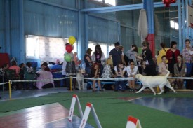 getImage.jpeg87.jpeg (142.31 КБ, Просмотров: 3793) getImage.jpeg87.jpeg