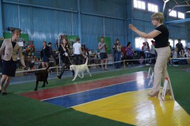 getImage.jpeg5.jpeg (167.96 КБ, Просмотров: 3184) getImage.jpeg5.jpeg