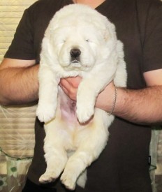 умка.jpg (56.28 КБ, Просмотров: 9785) умка.jpg