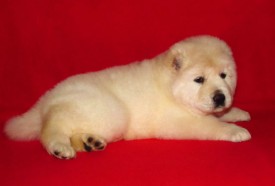 умка-9.jpg (24.31 КБ, Просмотров: 10478) умка-9.jpg