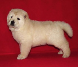 умка-7.jpg (24.54 КБ, Просмотров: 10469) умка-7.jpg