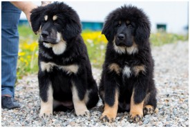 IMG_1527-2.jpg (287.74 КБ, Просмотров: 1590) IMG_1527-2.jpg