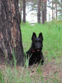 у дерева1.jpg (45.16 КБ, Просмотров: 1662) у дерева1.jpg