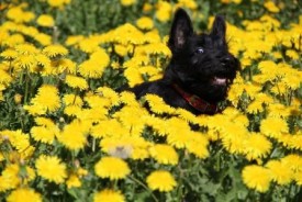 Агата1.jpg (49.97 КБ, Просмотров: 1662) Агата1.jpg