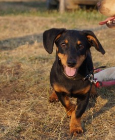 таксёныш.jpeg (68.85 КБ, Просмотров: 1227) таксёныш.jpeg