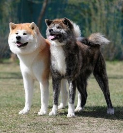 БоняШима.jpg (32 КБ, Просмотров: 2430) БоняШима.jpg