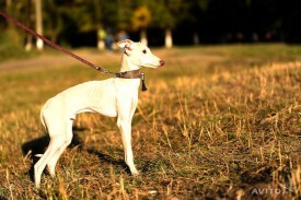 908423918.jpg (65.85 КБ, Просмотров: 1898) 908423918.jpg