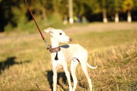 908424107.jpg (121.12 КБ, Просмотров: 1798) 908424107.jpg