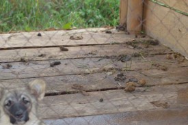 getImageCA7HTZGR.jpg (48.78 КБ, Просмотров: 9333) getImageCA7HTZGR.jpg