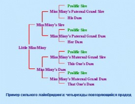linebreeding.jpg (46.35 КБ, Просмотров: 4225) linebreeding.jpg