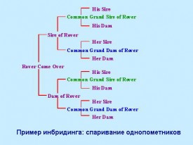 inbreeding.jpg (20.24 КБ, Просмотров: 4288) inbreeding.jpg