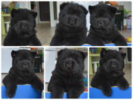 xdQJKRsY.png (456.84 КБ, Просмотров: 1400) xdQJKRsY.png