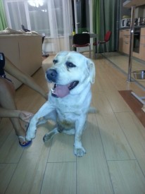 getImage (1).jpg (81.42 КБ, Просмотров: 2089) getImage (1).jpg