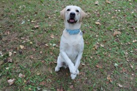 зайка.jpg (516.59 КБ, Просмотров: 9982) зайка.jpg