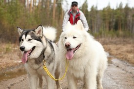 фото1_1.jpg (155.48 КБ, Просмотров: 1961) фото1_1.jpg