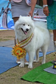 image (4).jpg (142.34 КБ, Просмотров: 12856) image (4).jpg