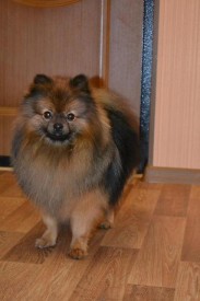 1414554370919_bulletin.jpg (32.73 КБ, Просмотров: 1315) 1414554370919_bulletin.jpg