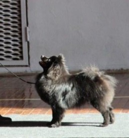 1414554627754_bulletin.jpg (15.95 КБ, Просмотров: 1315) 1414554627754_bulletin.jpg