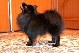 1414554806704_bulletin.jpg (55.49 КБ, Просмотров: 1315) 1414554806704_bulletin.jpg