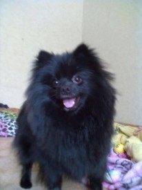 10353108_1533107953590719_449343956491827970_n.jpg (39.75 КБ, Просмотров: 1315) 10353108_1533107953590719_449343956491827970_n.jpg