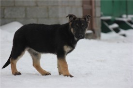 етона1.jpg (44.06 КБ, Просмотров: 1910) етона1.jpg
