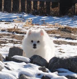 13.jpg (380.04 КБ, Просмотров: 1248) 13.jpg