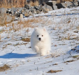 27.jpg (328.72 КБ, Просмотров: 1248) 27.jpg