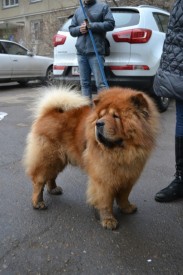 ГГГГШ.jpg (94.06 КБ, Просмотров: 2653) ГГГГШ.jpg