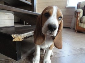 10377248_895658447111315_1068134956826374361_n.jpg (79.53 КБ, Просмотров: 10097) 10377248_895658447111315_1068134956826374361_n.jpg