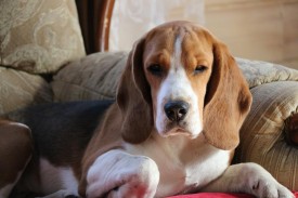 10731136_895658573777969_3192043946188136148_n.jpg (68.39 КБ, Просмотров: 10124) 10731136_895658573777969_3192043946188136148_n.jpg