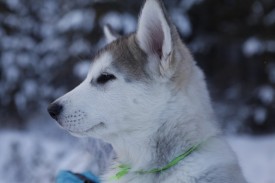 _eQ21gvNeWg.jpg (115.72 КБ, Просмотров: 1900) _eQ21gvNeWg.jpg