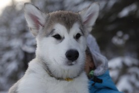 7FThtPfLjFw.jpg (111.69 КБ, Просмотров: 1900) 7FThtPfLjFw.jpg