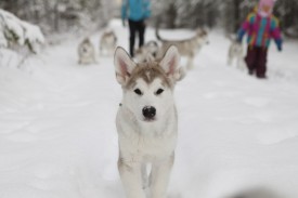 BrSibcA0rTY.jpg (76.33 КБ, Просмотров: 2023) BrSibcA0rTY.jpg