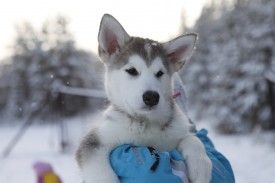 cR4OtaZM6KE.jpg (99.71 КБ, Просмотров: 1907) cR4OtaZM6KE.jpg