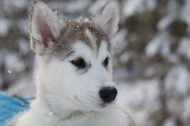 Dw2apgMJrno.jpg (109.84 КБ, Просмотров: 1900) Dw2apgMJrno.jpg