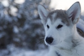 j334mMaZSiI.jpg (105.51 КБ, Просмотров: 1900) j334mMaZSiI.jpg