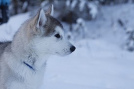 SeRRMIEzRlM.jpg (91 КБ, Просмотров: 1907) SeRRMIEzRlM.jpg