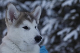 SlQ5bMfMPhE.jpg (103.96 КБ, Просмотров: 1903) SlQ5bMfMPhE.jpg