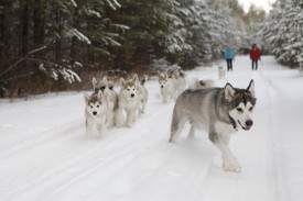 cSEf26QwM8Y.jpg (128.5 КБ, Просмотров: 1907) cSEf26QwM8Y.jpg