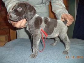 Щенок (1).jpg (49.76 КБ, Просмотров: 1712) Щенок (1).jpg