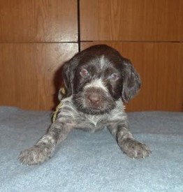 Щенок (2).jpg (22.61 КБ, Просмотров: 1681) Щенок (2).jpg