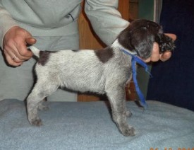 Щенок (3).jpg (37.11 КБ, Просмотров: 1712) Щенок (3).jpg