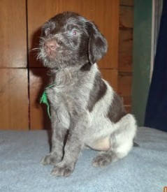 Щенок (4).jpg (25.12 КБ, Просмотров: 1714) Щенок (4).jpg