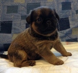 1 мес мальчик.jpg (37.4 КБ, Просмотров: 2457) 1 мес мальчик.jpg