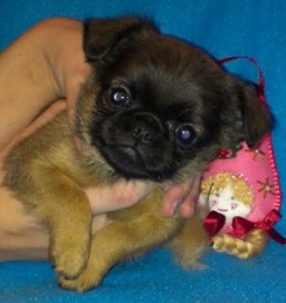 кнопа 28122014.jpg (36.11 КБ, Просмотров: 2514) кнопа 28122014.jpg