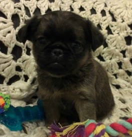 1 мес девочка 2.jpg (44.09 КБ, Просмотров: 2241) 1 мес девочка 2.jpg