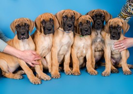 DSC_9901-800.jpg (106.78 КБ, Просмотров: 1227) DSC_9901-800.jpg