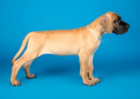 DSC_9660-800.jpg (52.81 КБ, Просмотров: 1155) DSC_9660-800.jpg