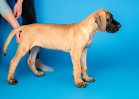 DSC_9796-800.jpg (67.06 КБ, Просмотров: 1227) DSC_9796-800.jpg