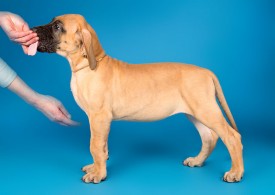 DSC_9682-800.jpg (59.49 КБ, Просмотров: 1227) DSC_9682-800.jpg